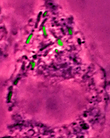 Figure 1: The mgtC gene expressed within host cells...